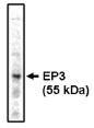 "
Western blot analysis
using EP3 antibody on
bovine brain lysate at 1
µg/ml."